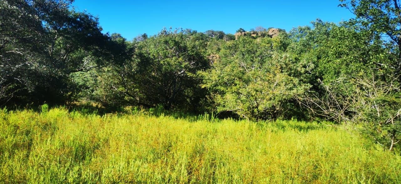 Green bushveld clearing